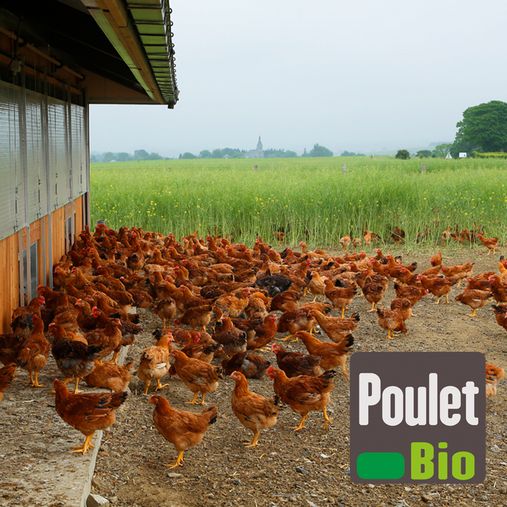 Poulets bio de ferme Poulets bio de ferme