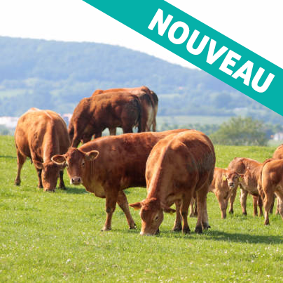 Boeufs bio de ferme Boeufs bio de ferme