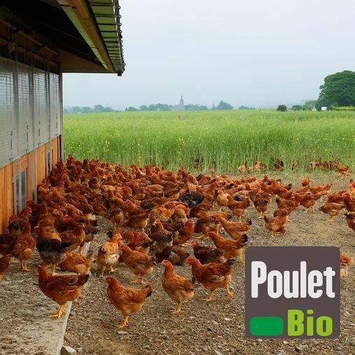 Produits bio & vente directe de poulets et porcs